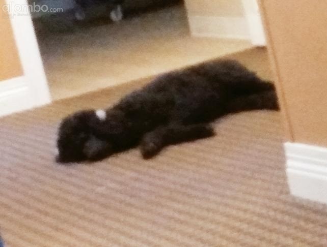 Meet Maddie The Standard Poodle (Thorough Bred) My rehabs Doctors Dog she h...