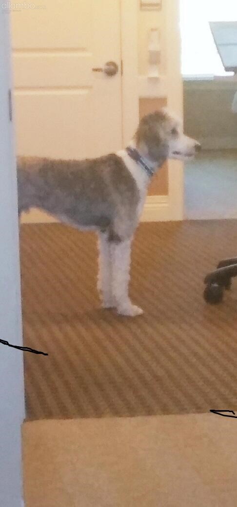 Meet ROCKO another visitor, this time belongs to a chairperson. He also has...