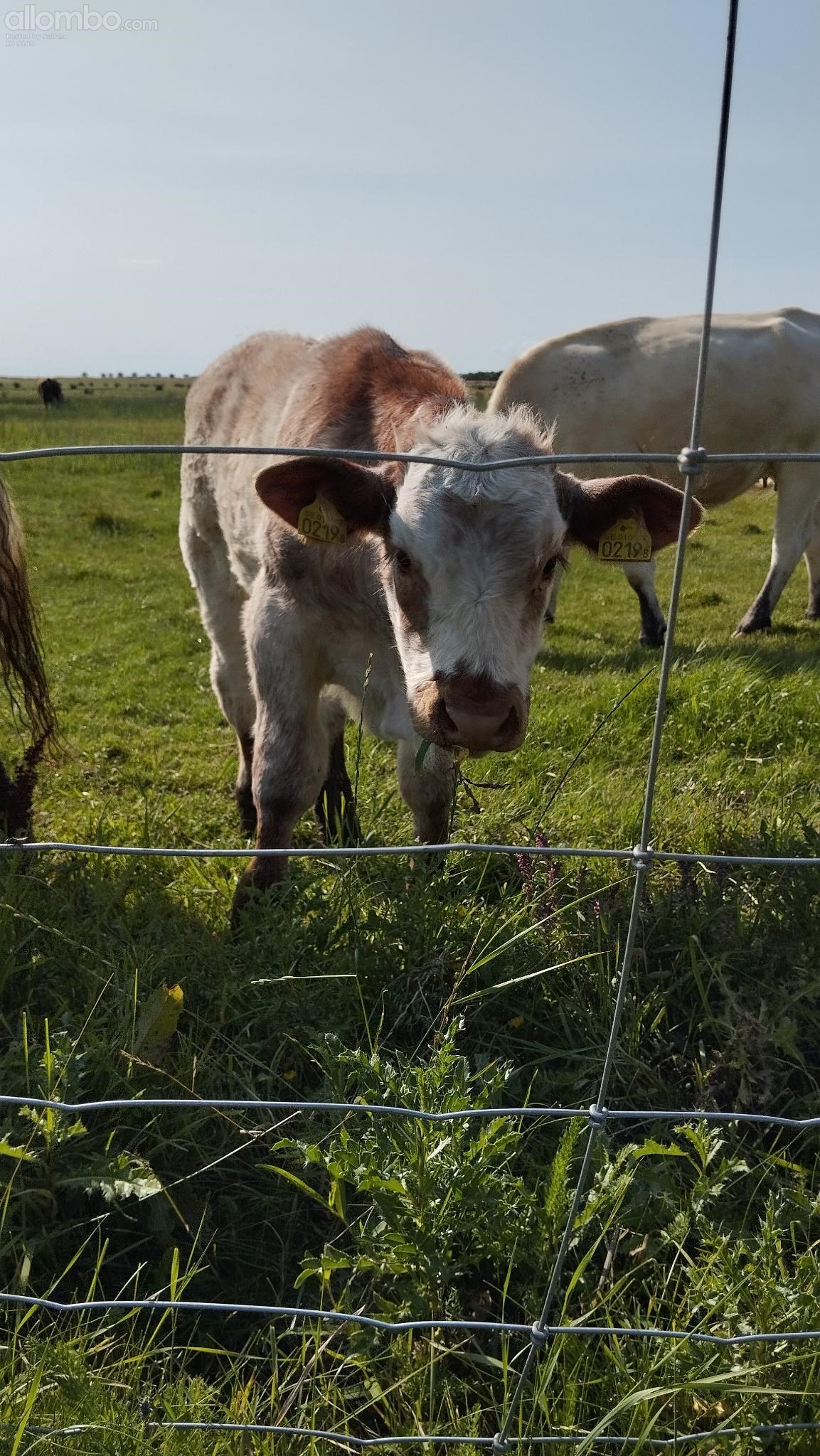 passed a pasture full of cows, they had their calves with them, this guy wa...