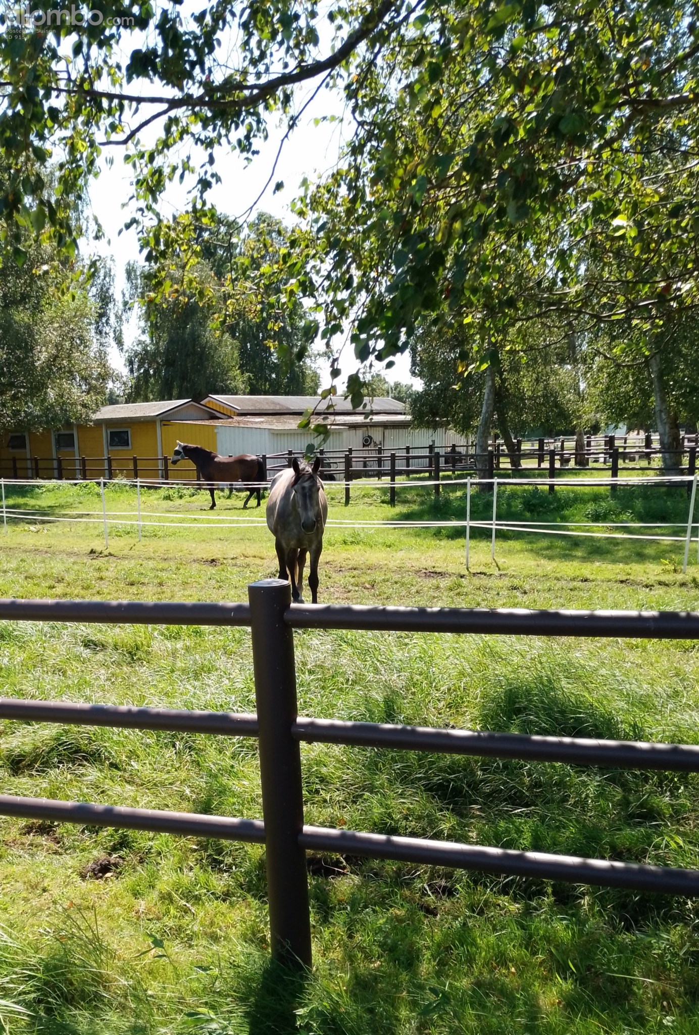 Well a got this horse's attention