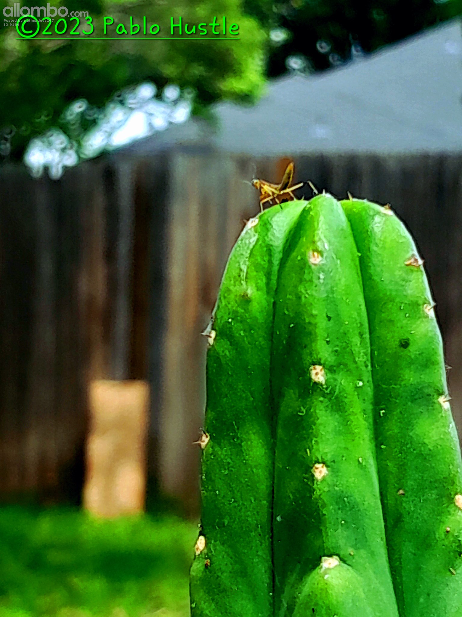 San Pedro Mantis 