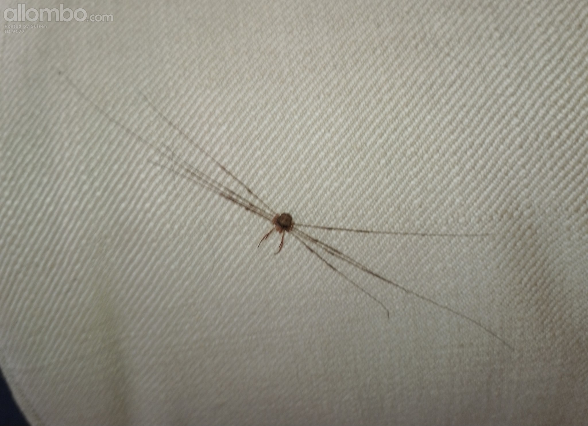 I'm sorry, wtf kinda camouflage  are we trying here?