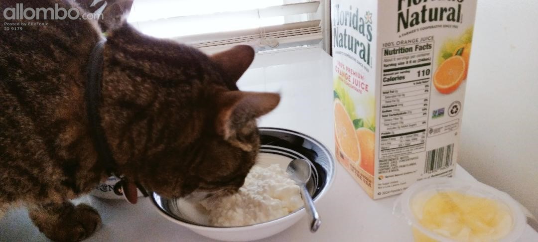 Harvey sneaking a taste of my breakfast cottage cheese.