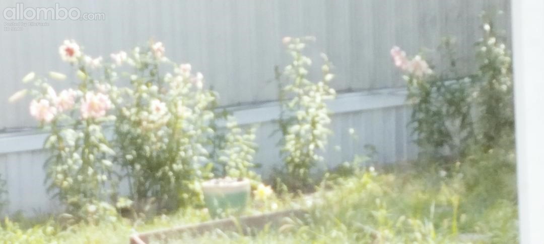 lilies last blooms of summer, shame they don't last longer.