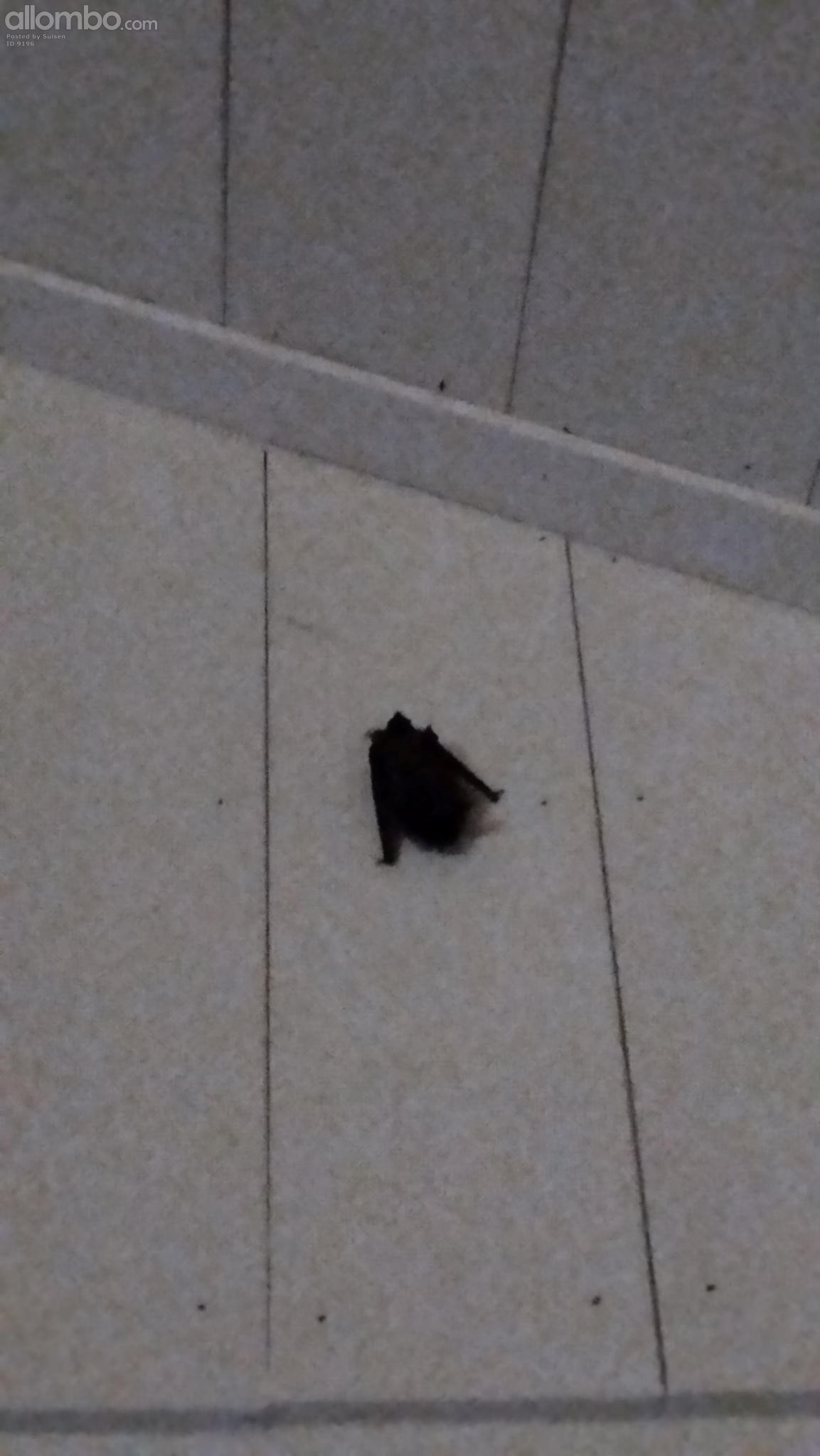 A bat flew in through the balcony door...