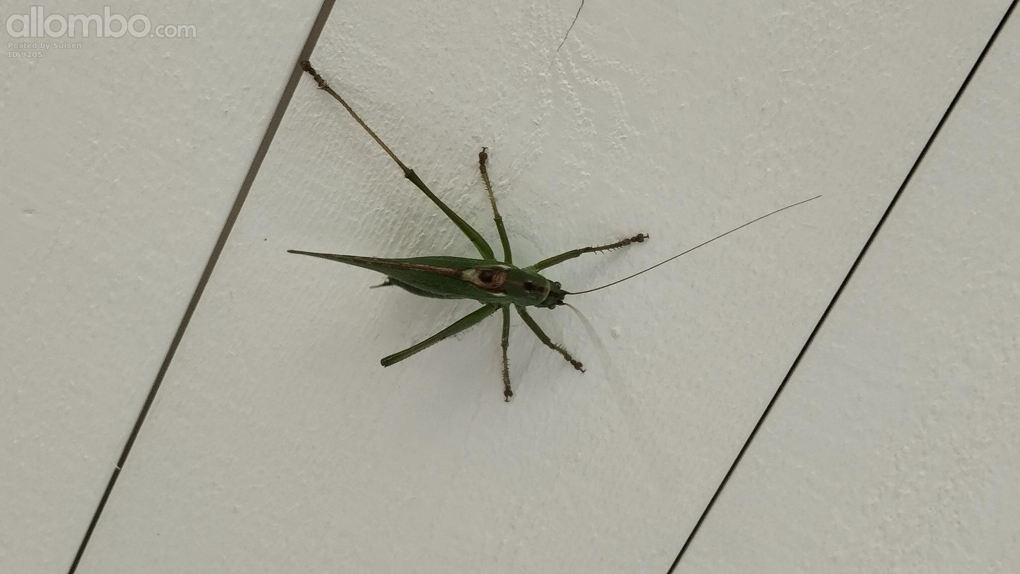 Another visitor.. locust/grasshopper?