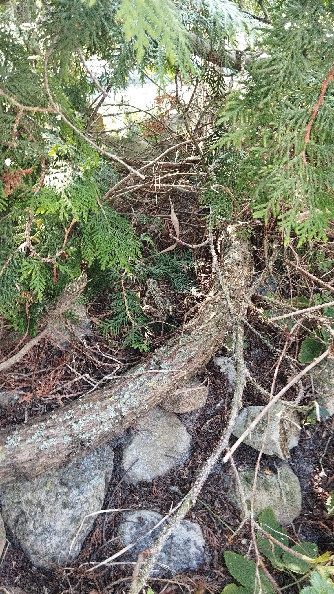 That is good camouflage...