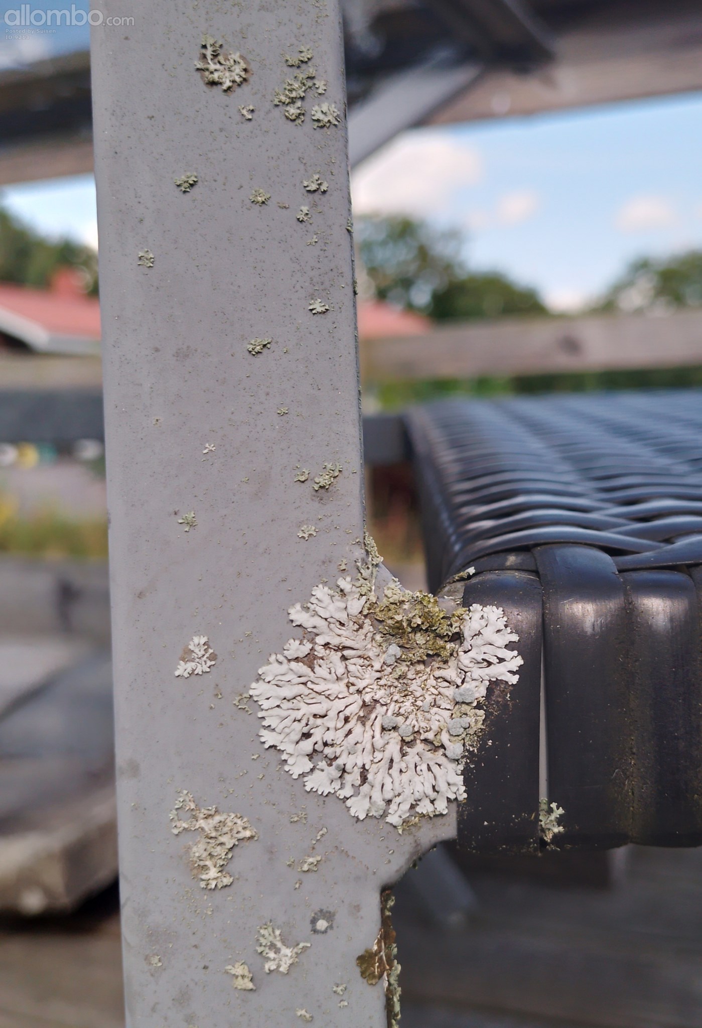 Does it count as a parasit ??