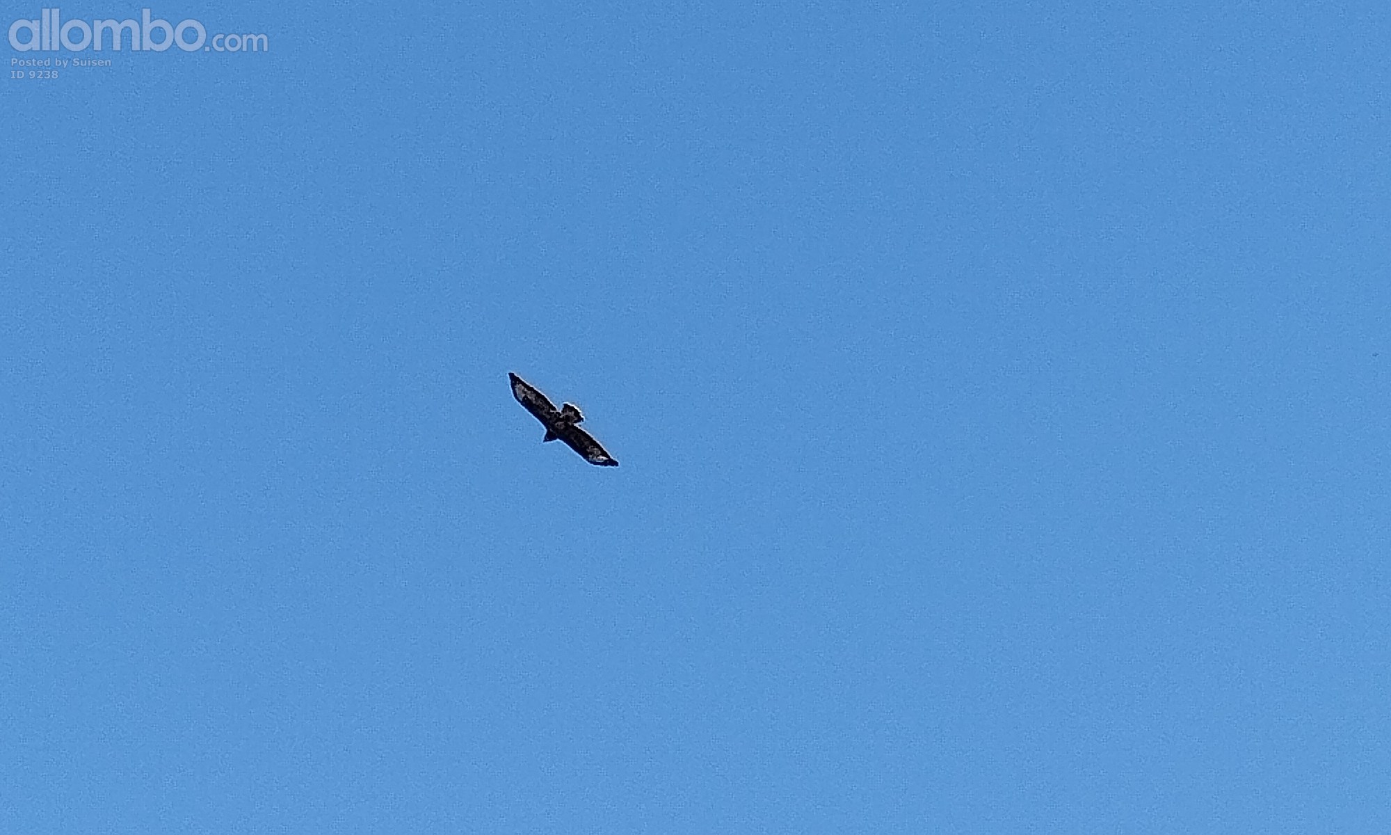 We had a new visitor 3 days ago, but we weren't sure wich bird, it came bac...