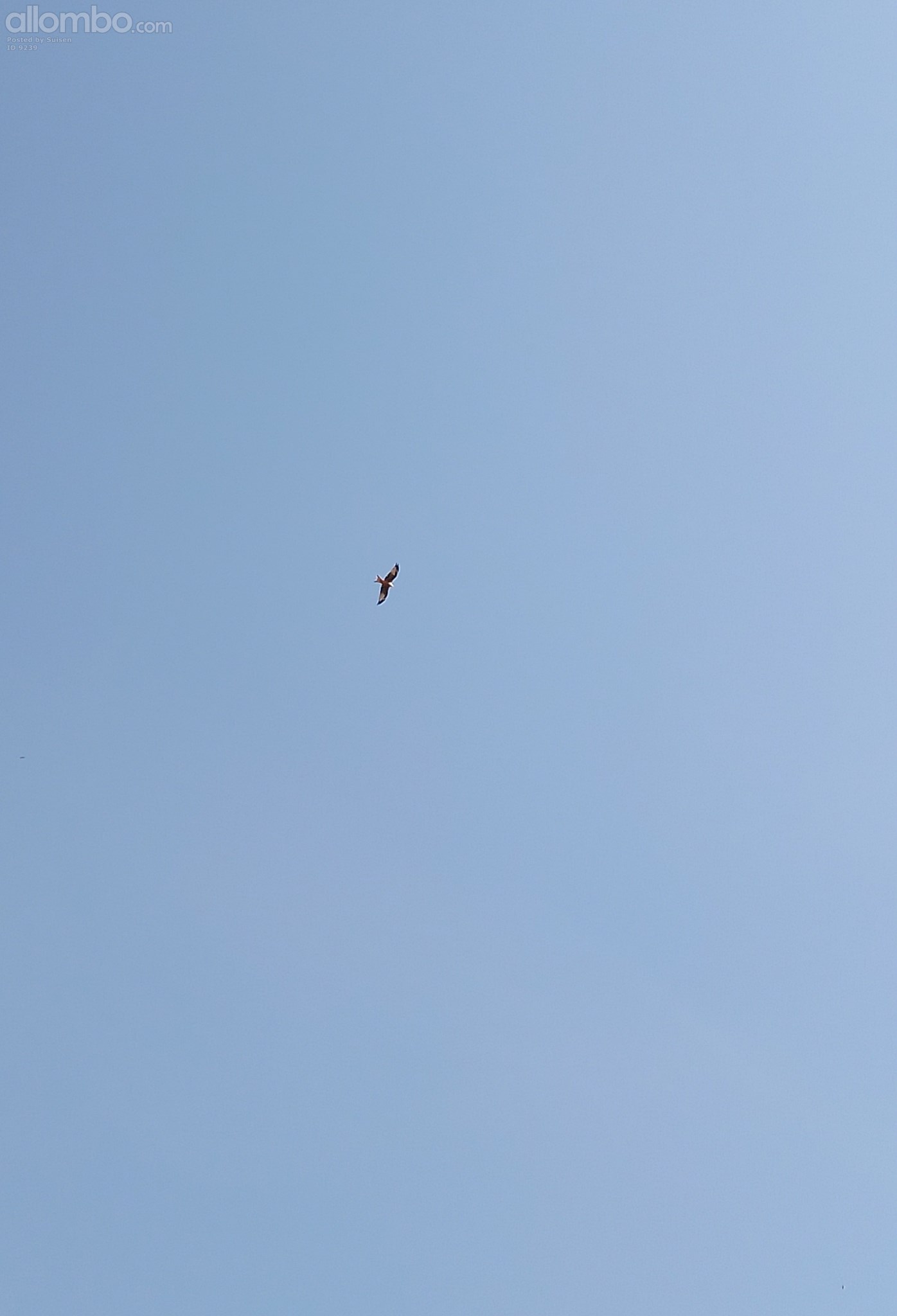 Red kite today