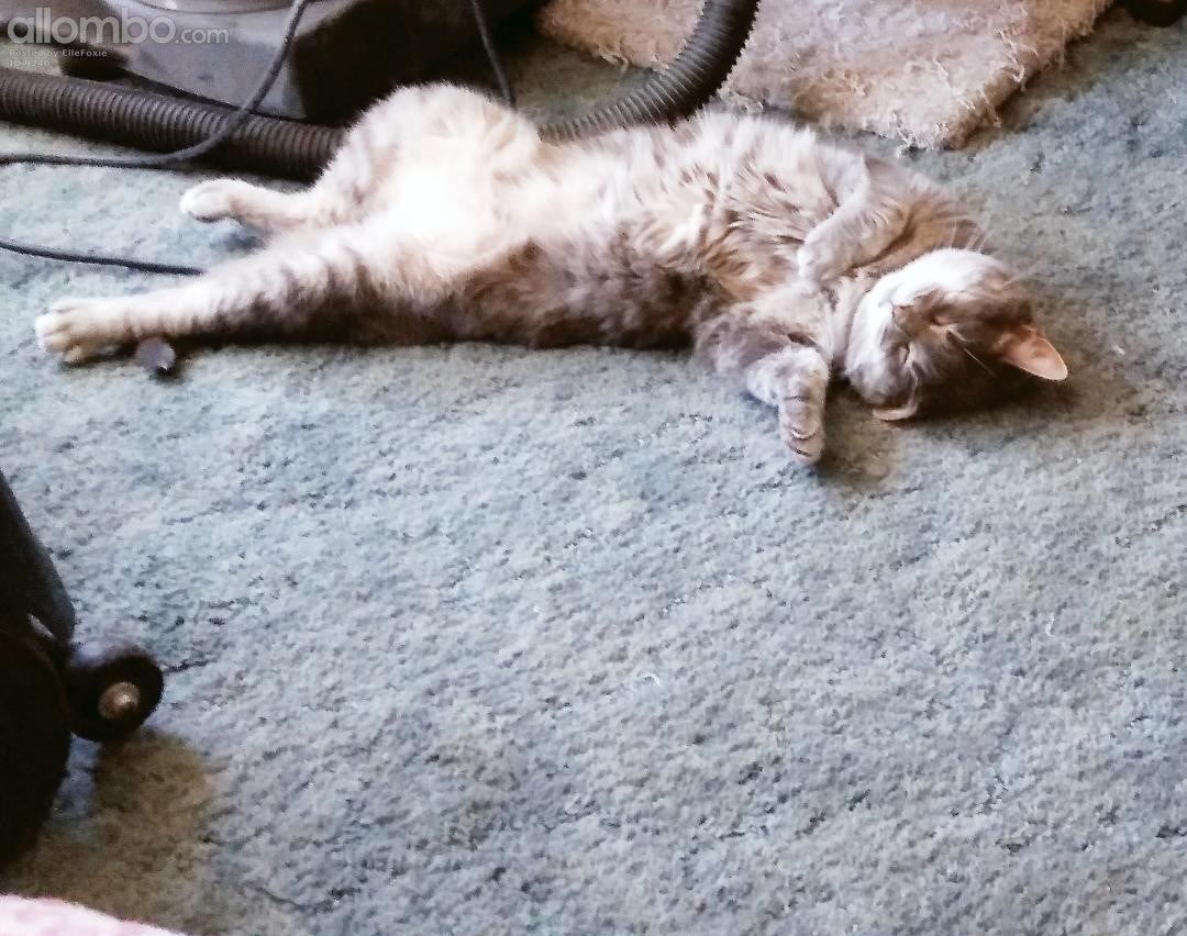 Daisy loves the sun's warmth