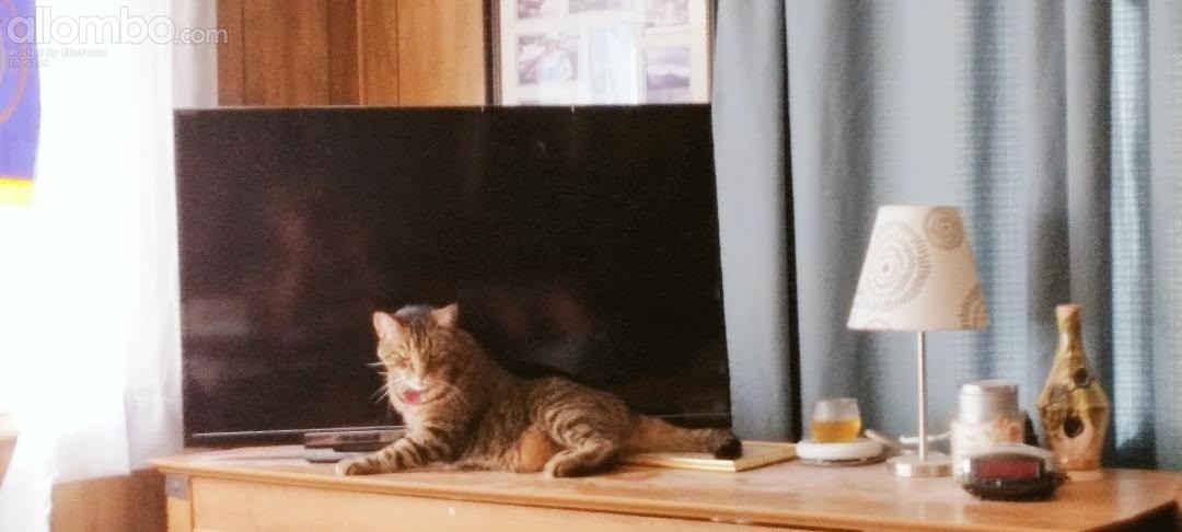 Harvey's idea of watching TV makes your eyes go square, so you are not watc...