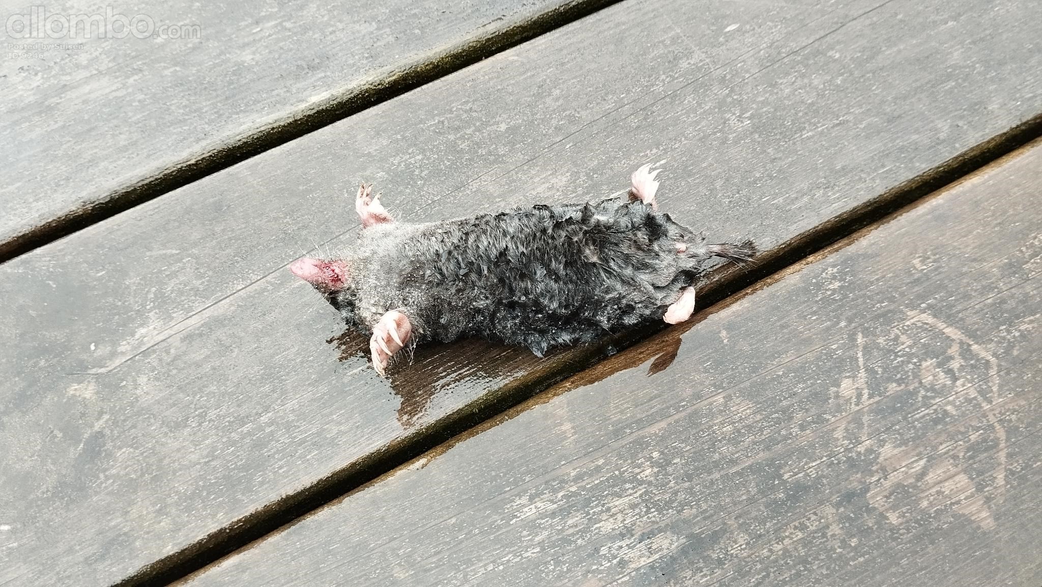 Oh noo poor thing.... (thinking Kite bait)