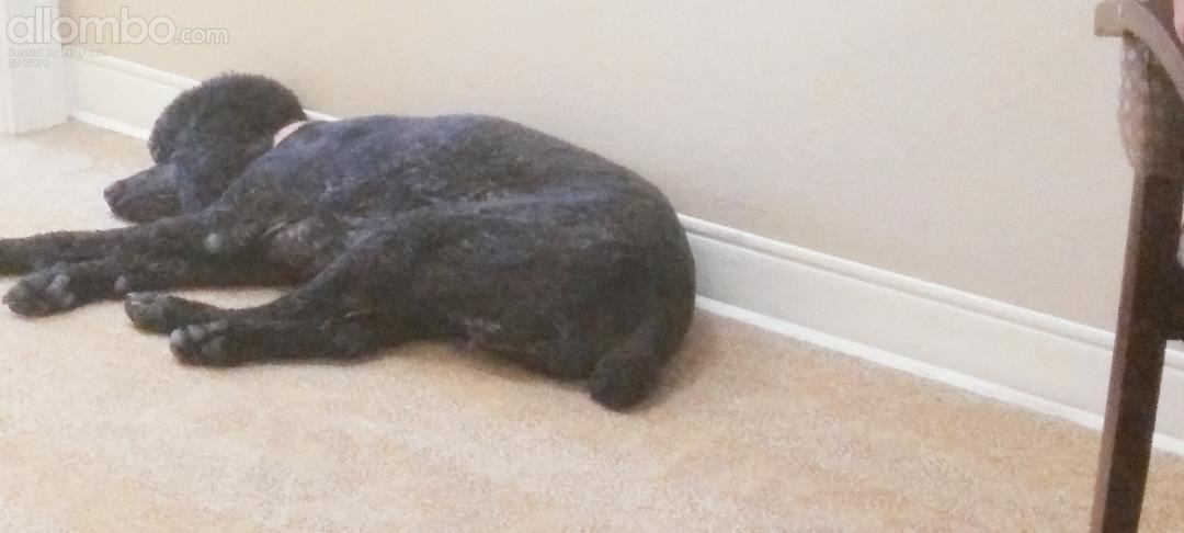 Maddie the Standard Poodle, chilling out in my room :)   At the Rehab Centr...