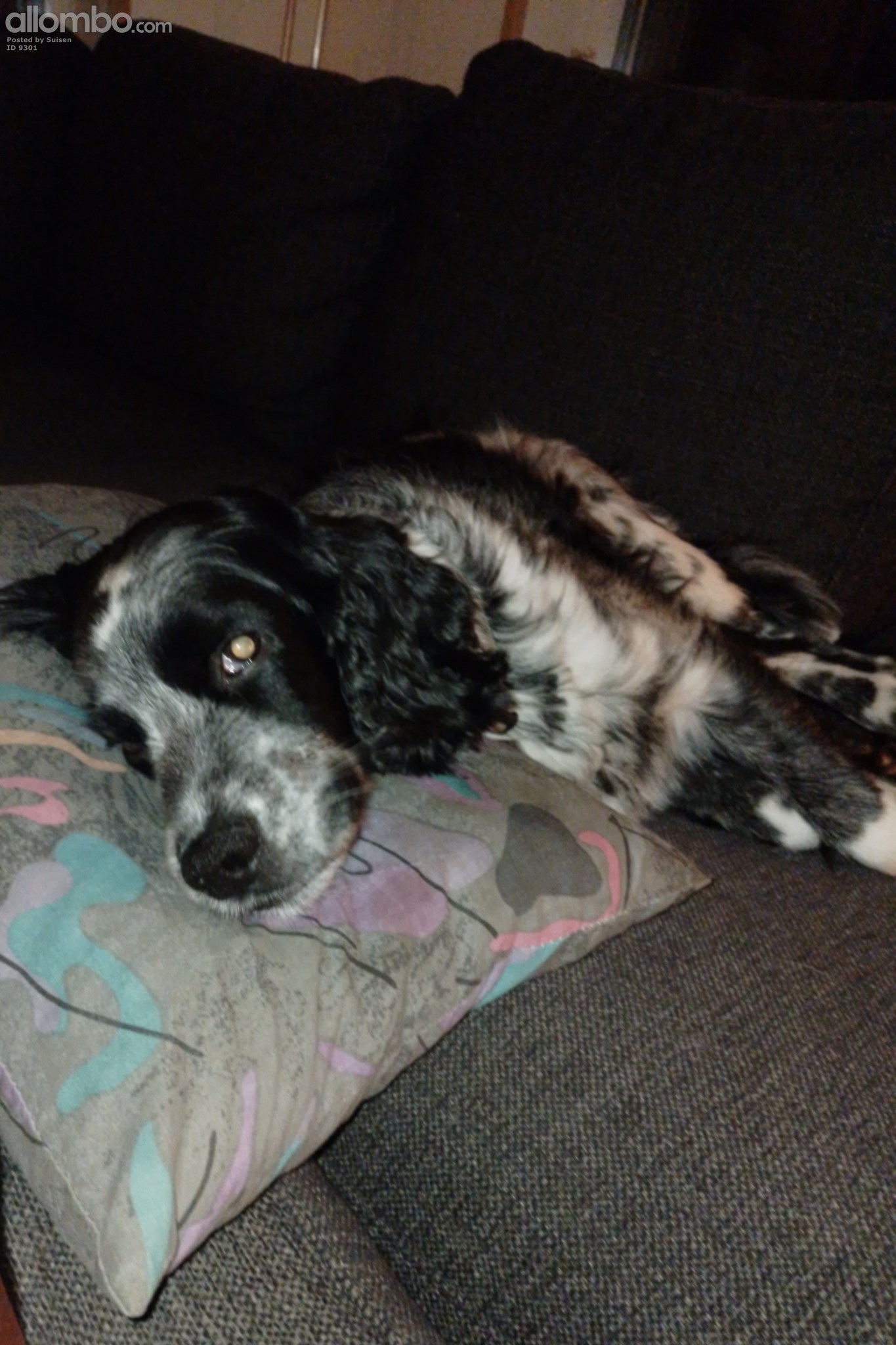 Vito likes to have his head on my pillow
