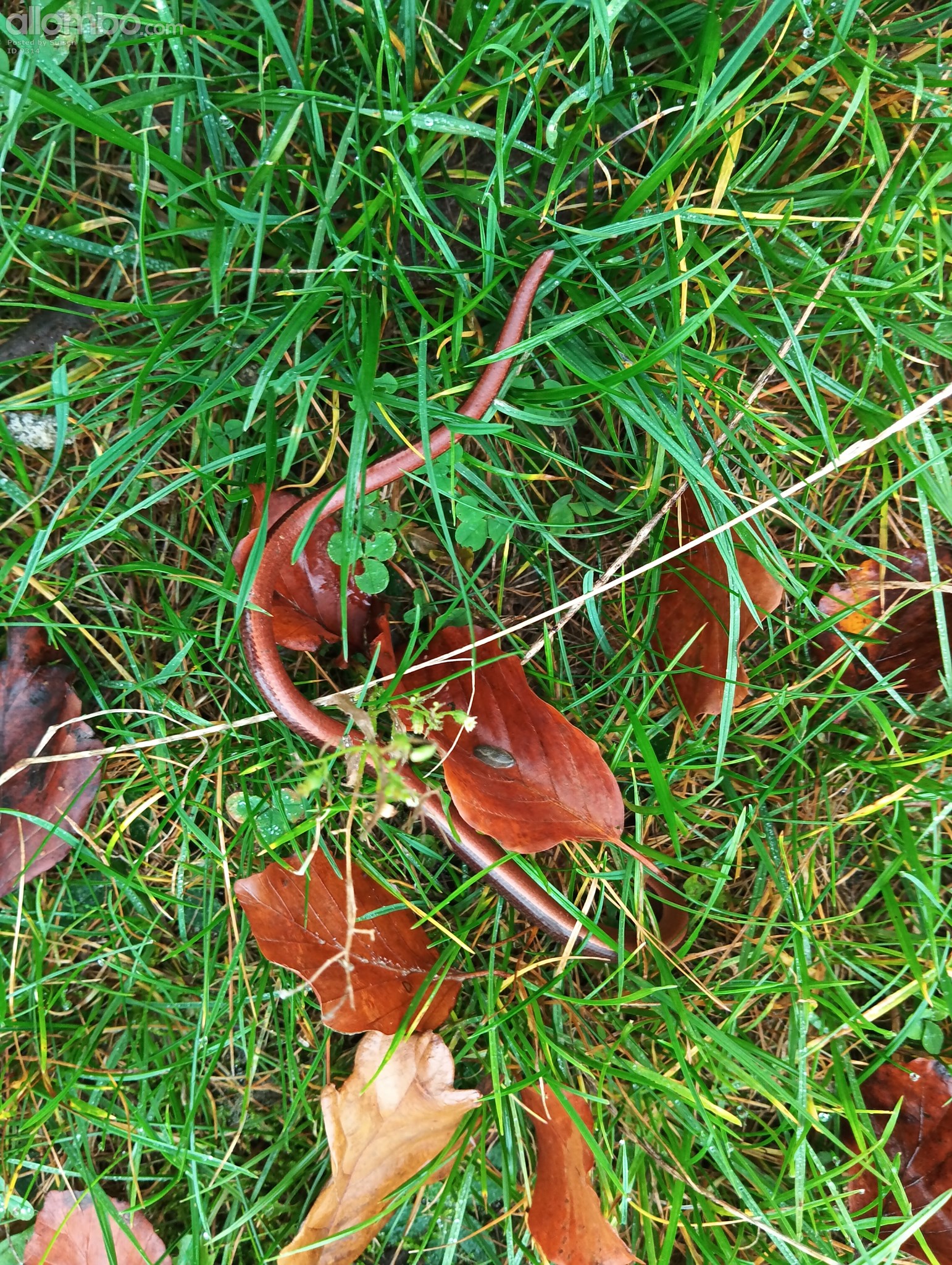 See if it can find a safe place, moved it to the grass