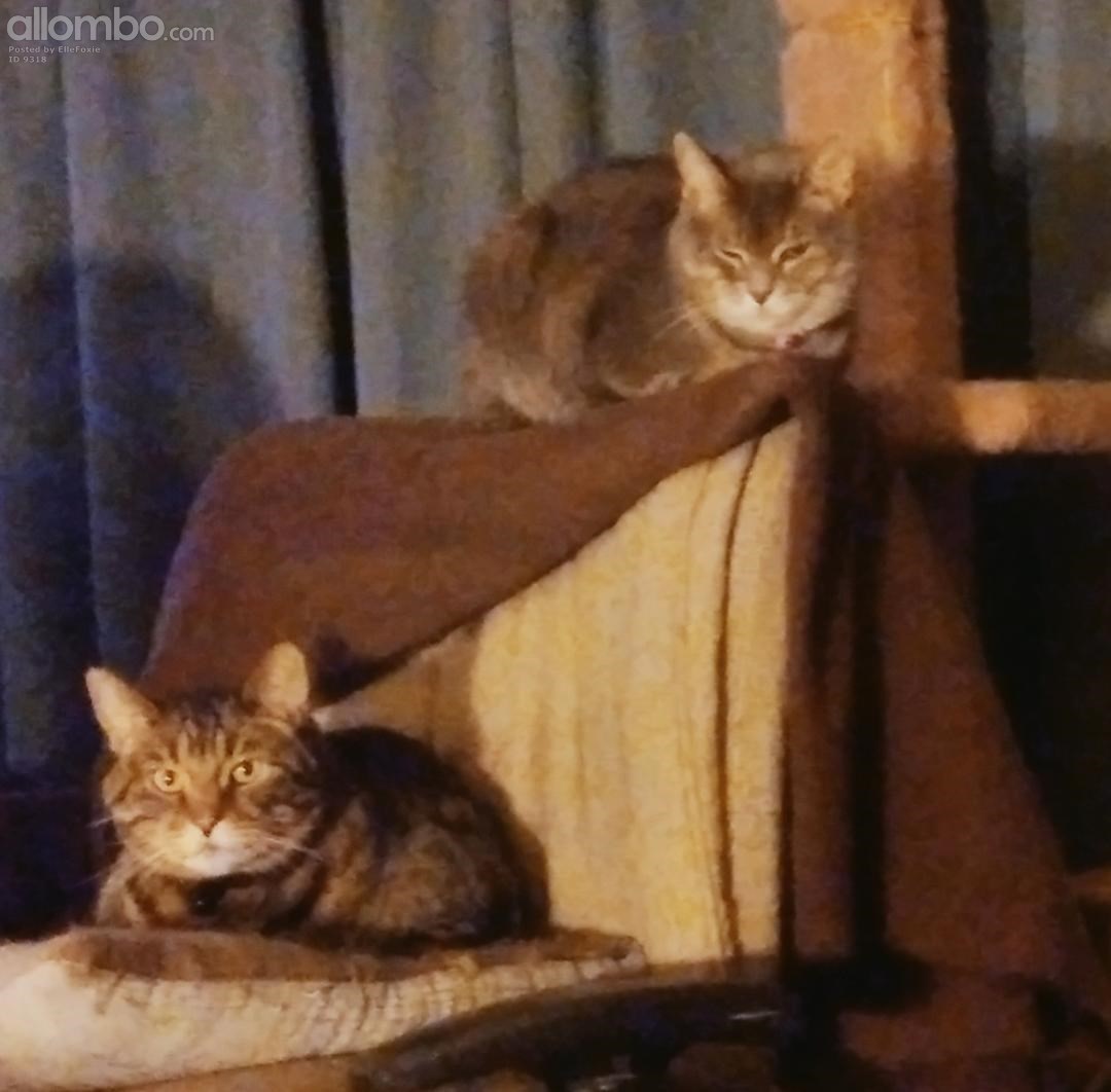 Harvey on the seat and Daisy on the back of our Office chair.