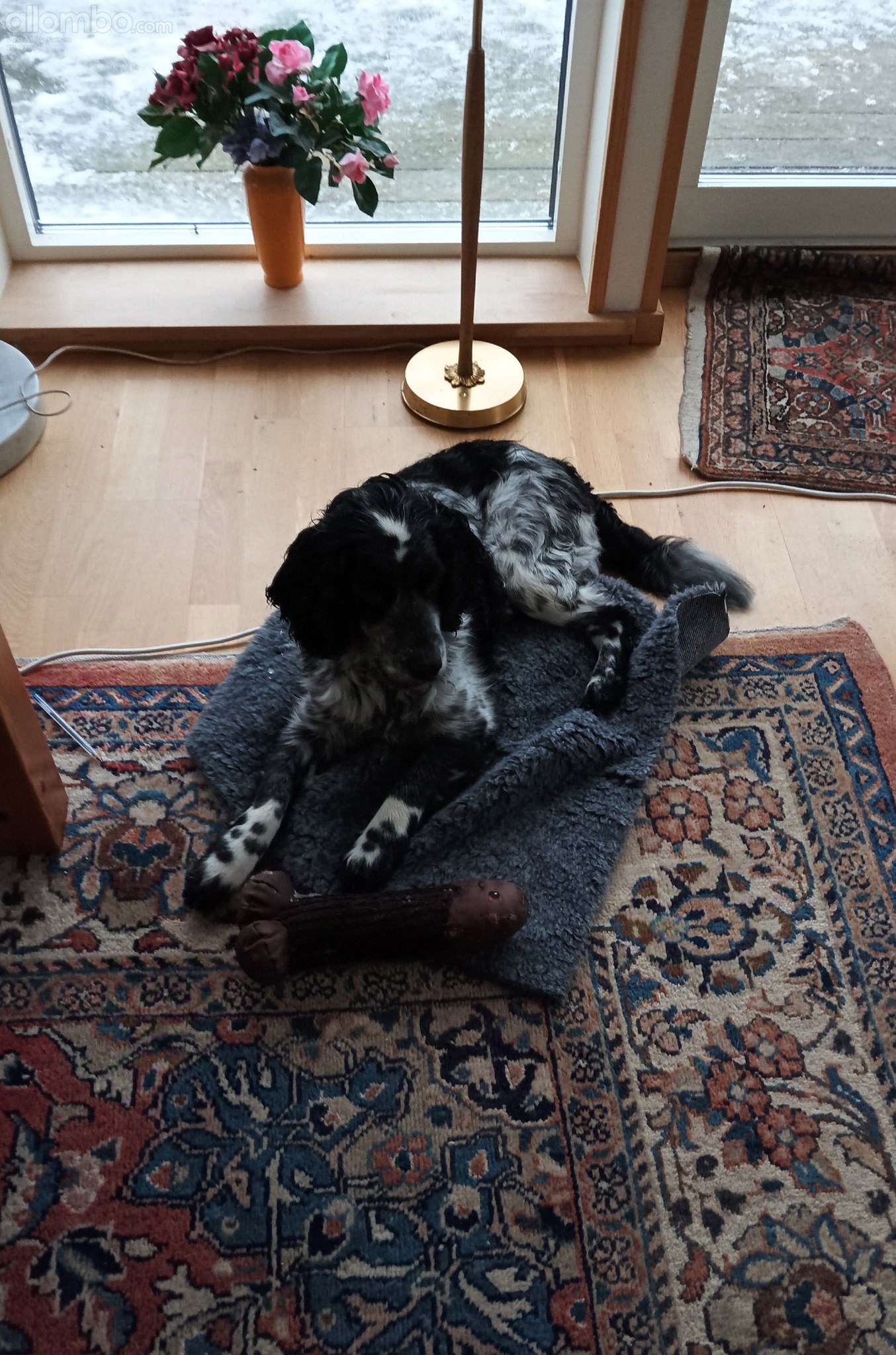 havent seen this for months, but he decides to find it, when garden covered...