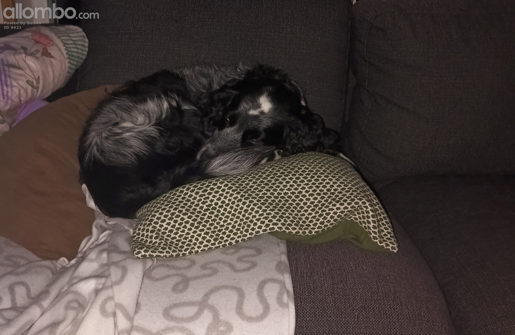 My sweet couch potato...