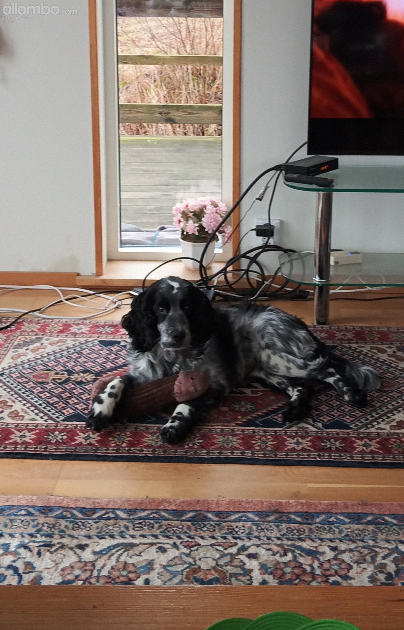 Tv? Who's gonna play with me?