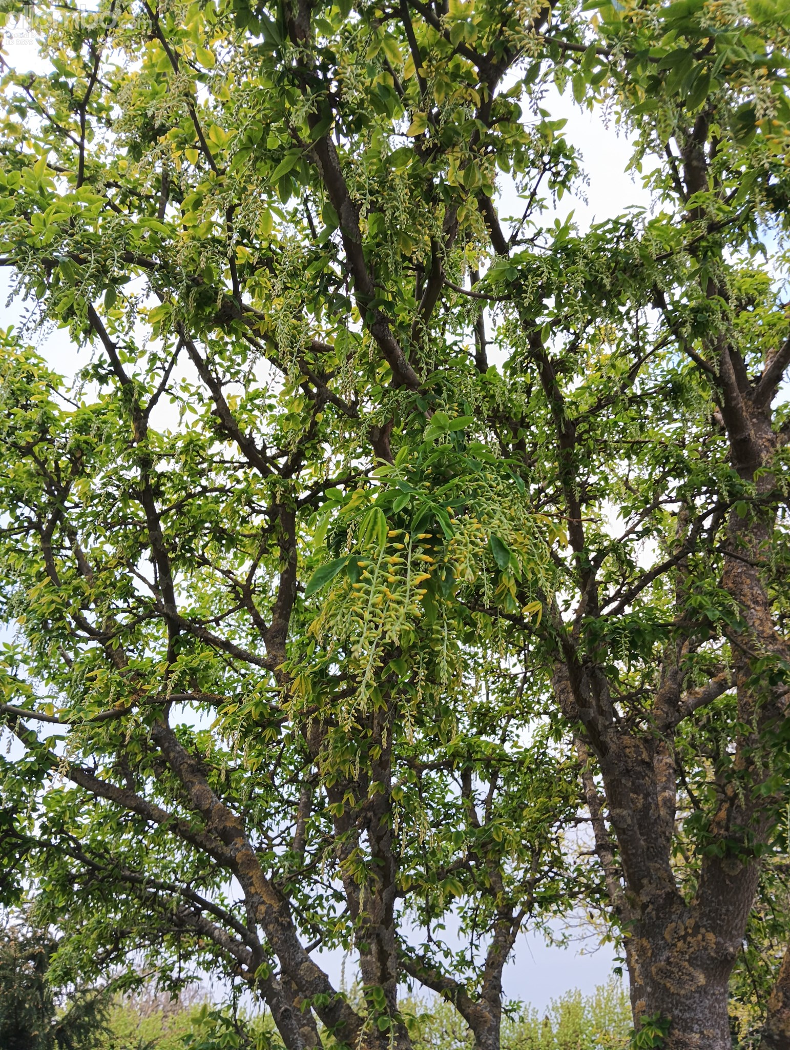 Like these attatched seed holders, dont know name