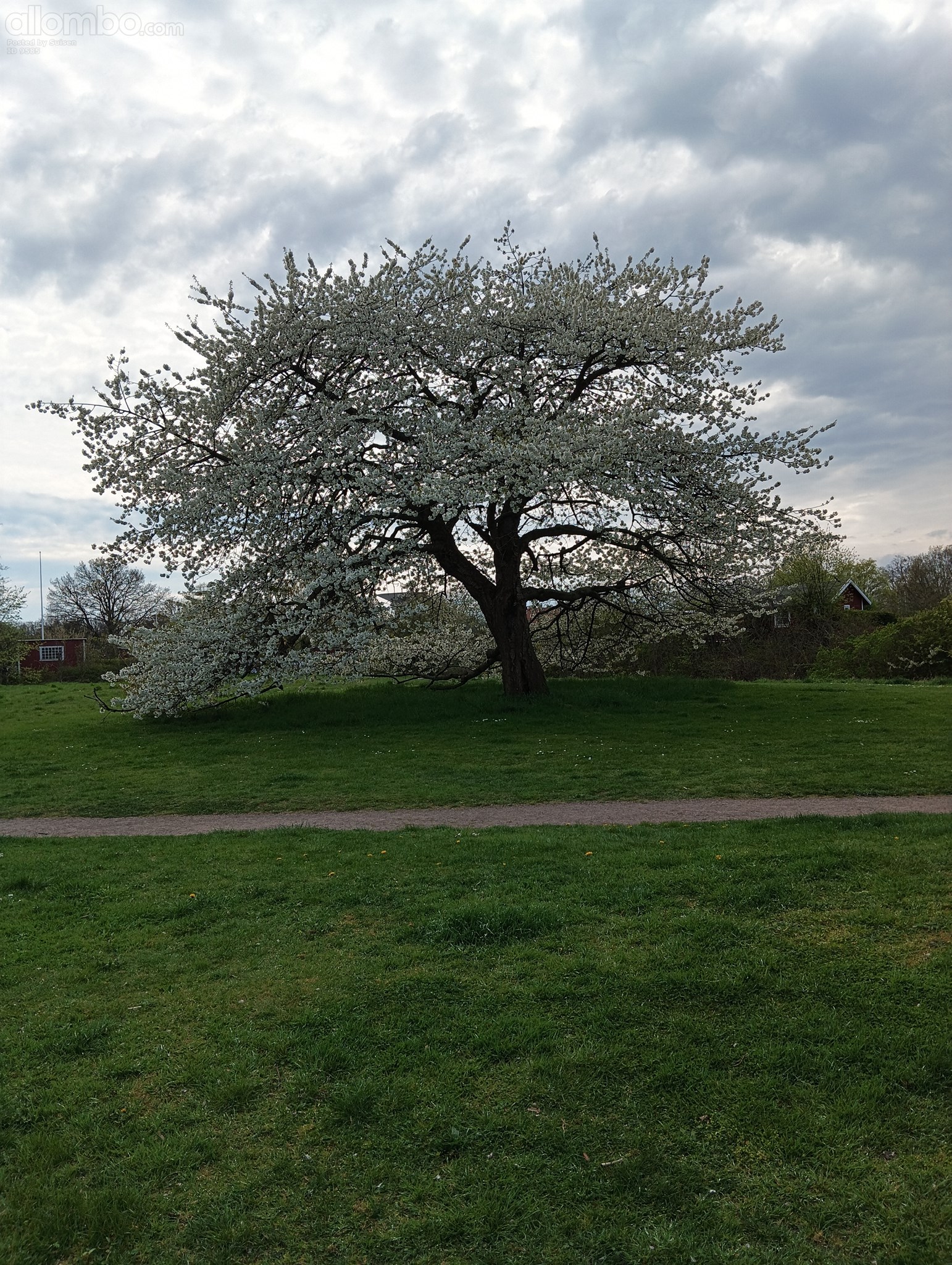 Cherry tree on common ground... mmm