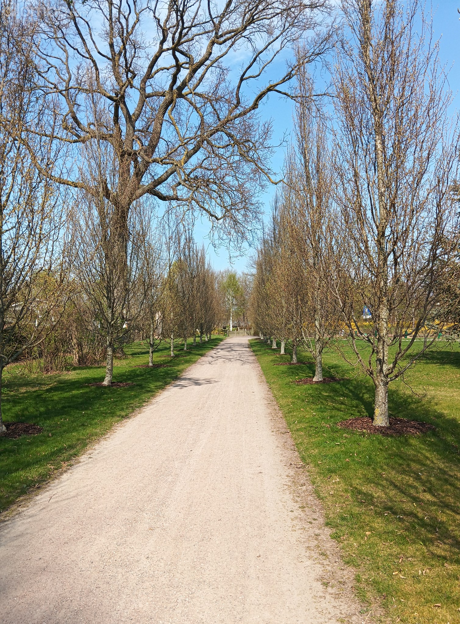 the new trees are getting big