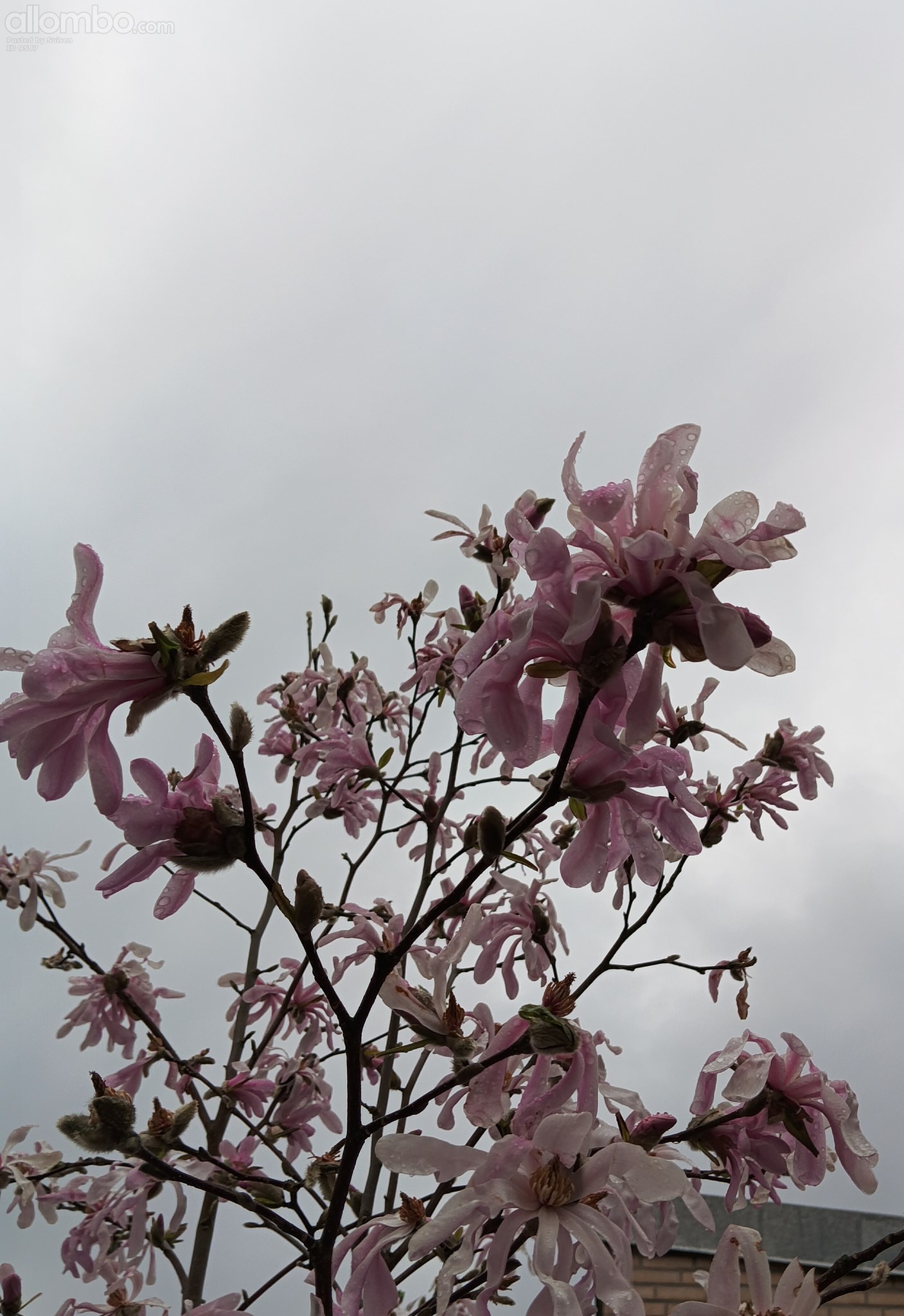 Magnolias smell soo good