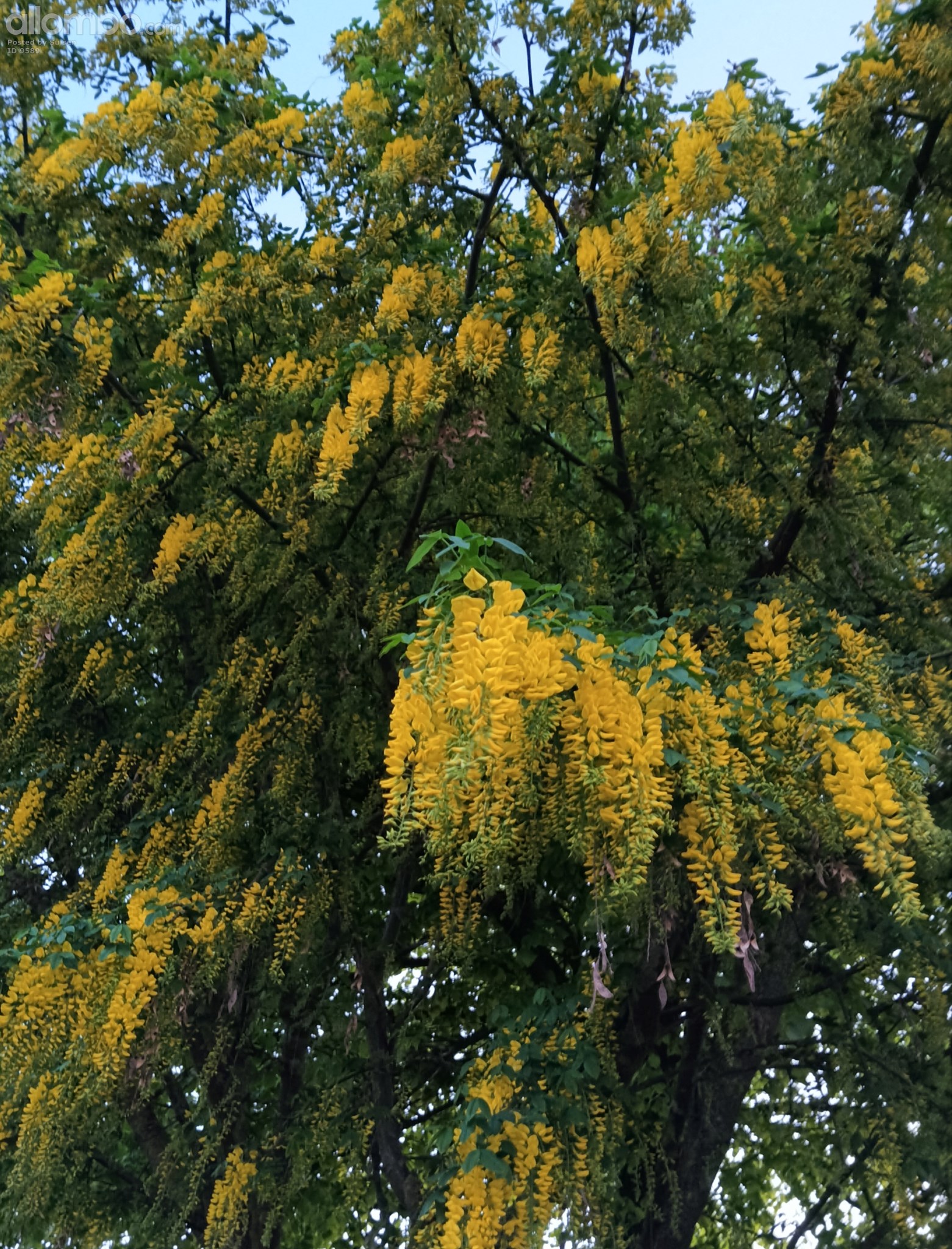 The tree i said i like is called Gullregn=Goldrain and in full bloom now