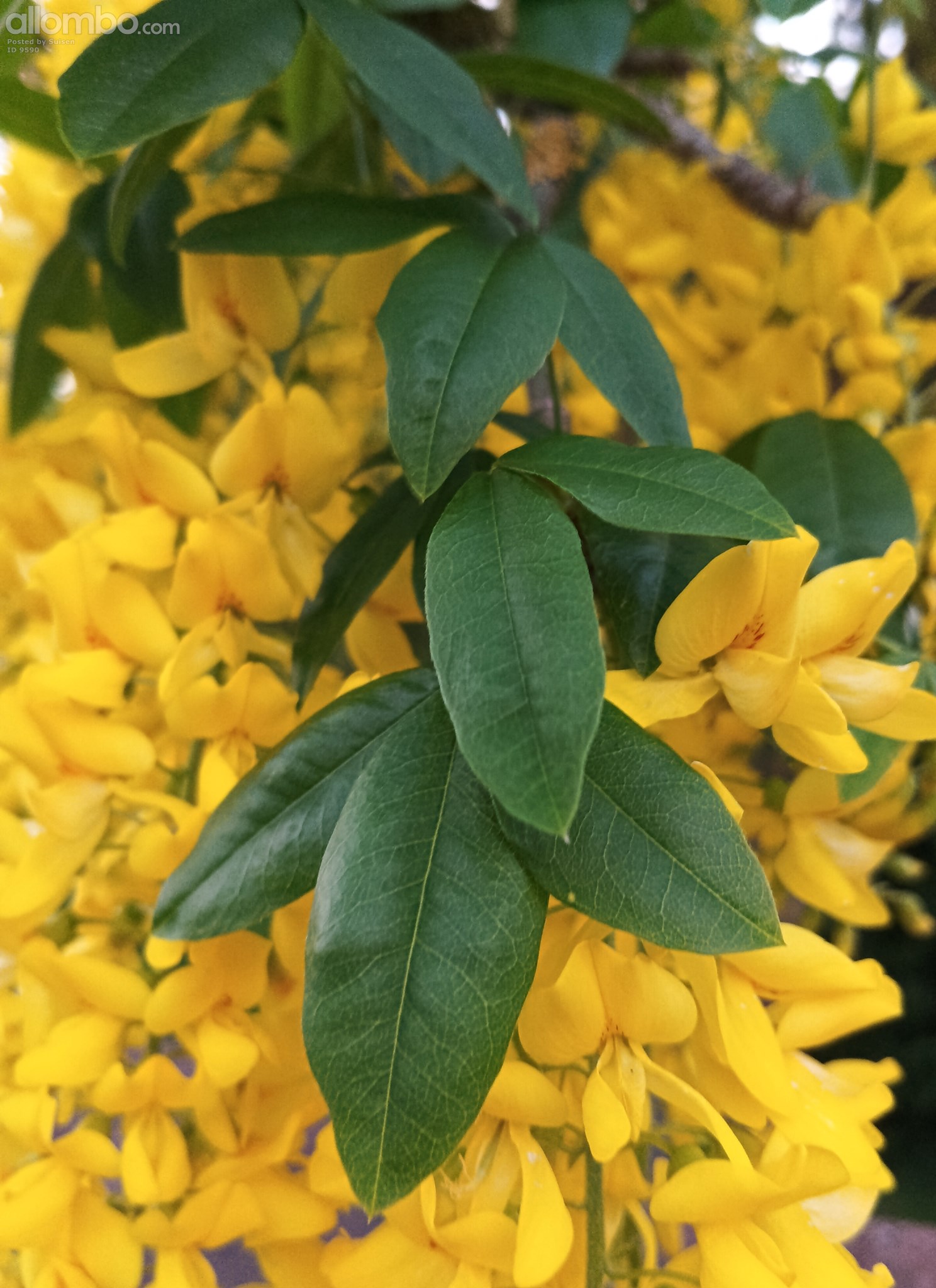 Gullregn in full bloom, close up