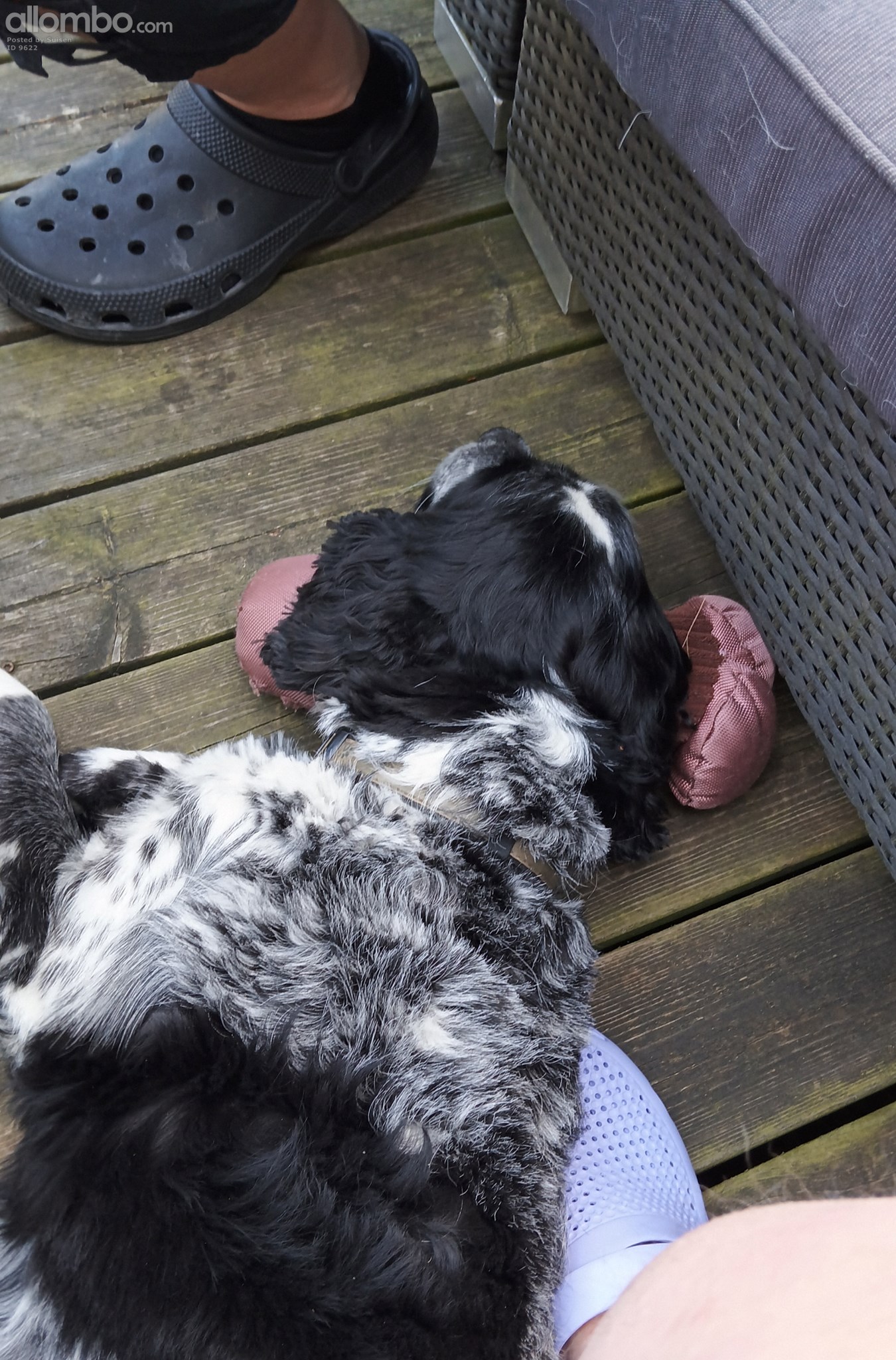 Vito using his toy as pillow
