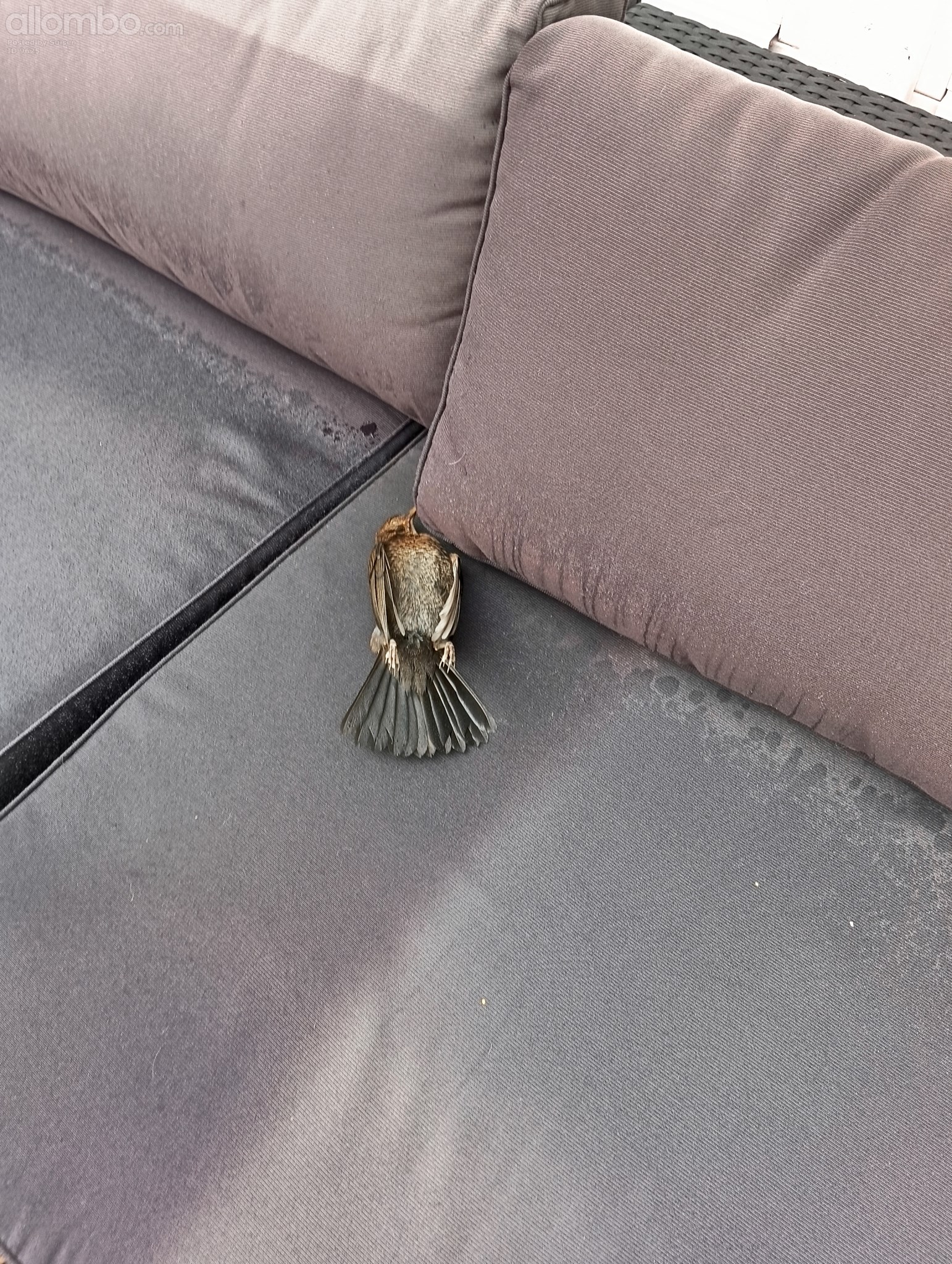 My friend polished his Windows a bit too good, I was aweakened by a big thu...