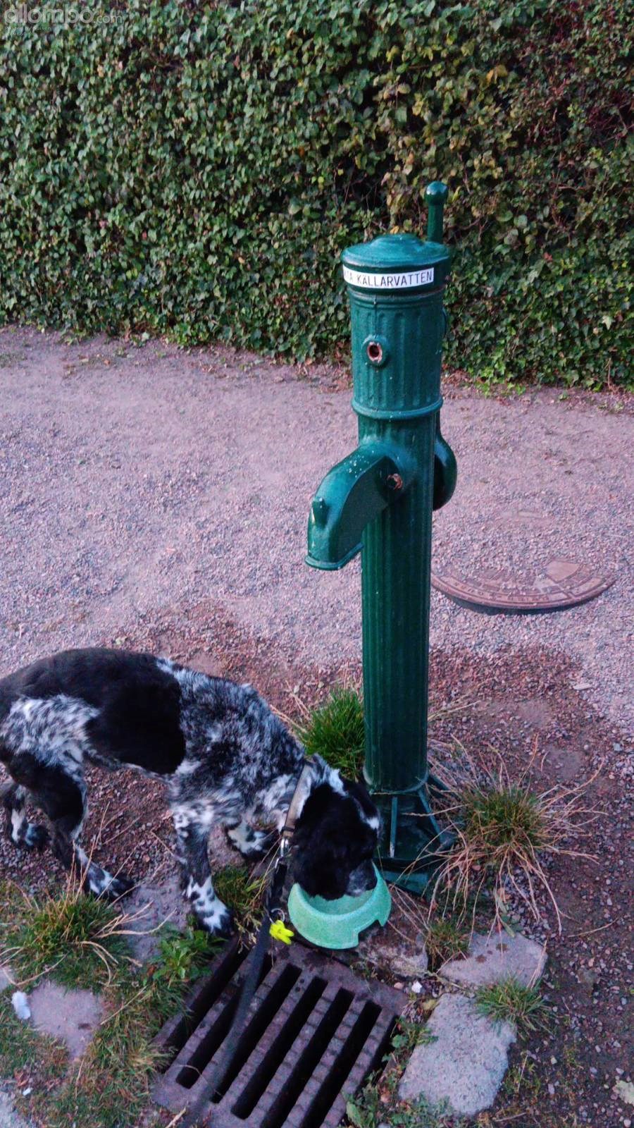 Outside the Museum Allotment theres a water ''spout''