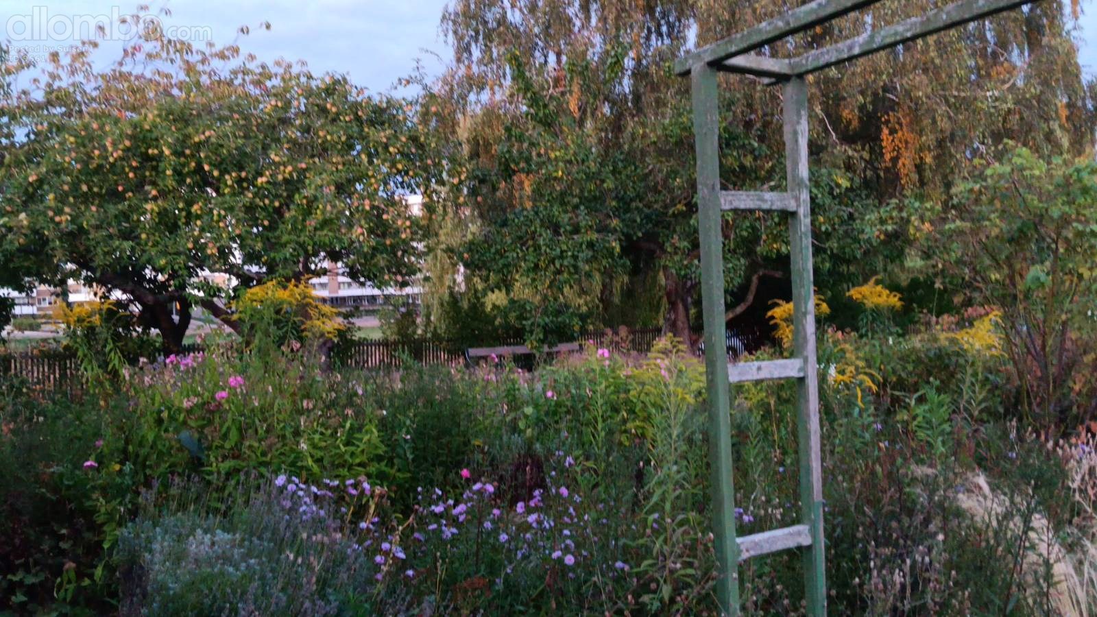the Museum Allotment has a lot of plants trees