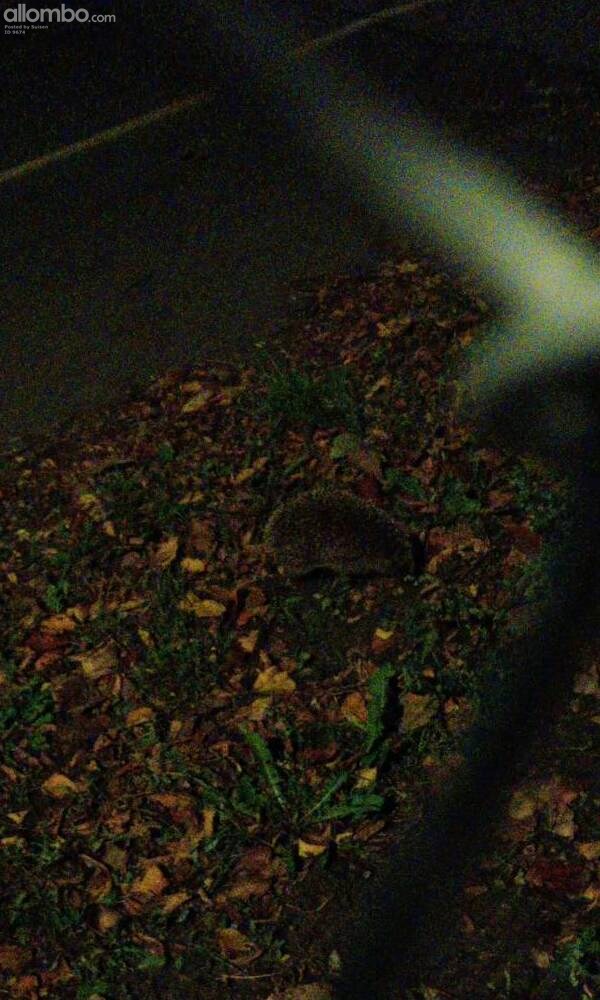 Sweden had a count of hedgehogs, i reported 3 of them (during 1 week)