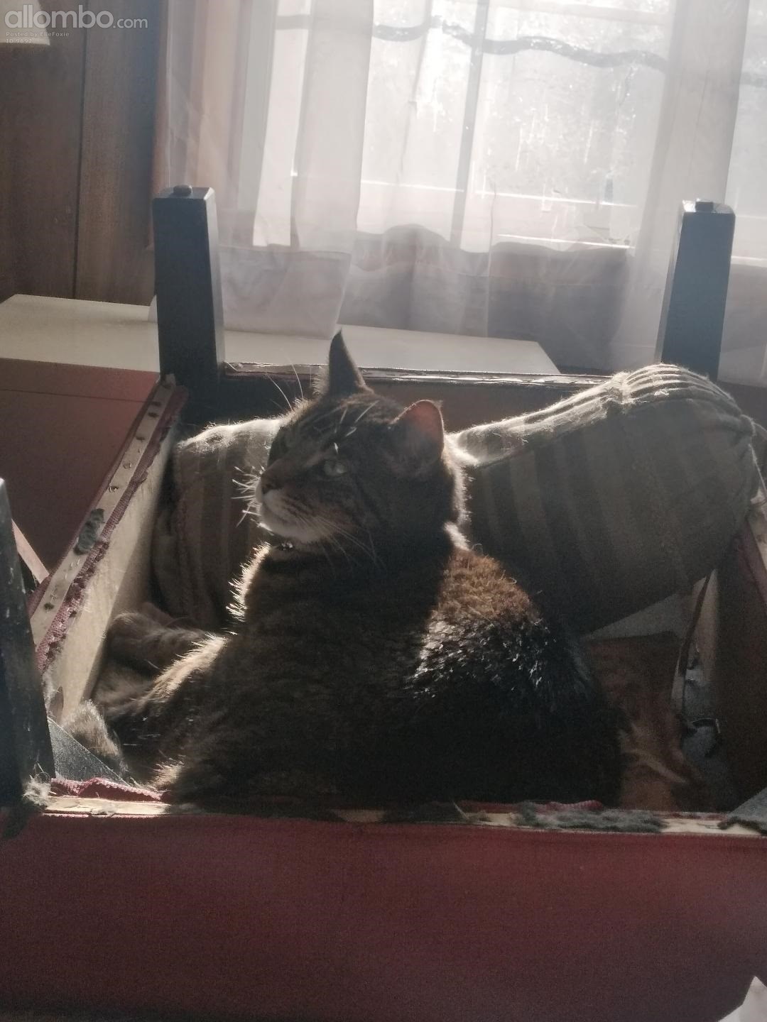 Harvey in upside footstool feeling safe.