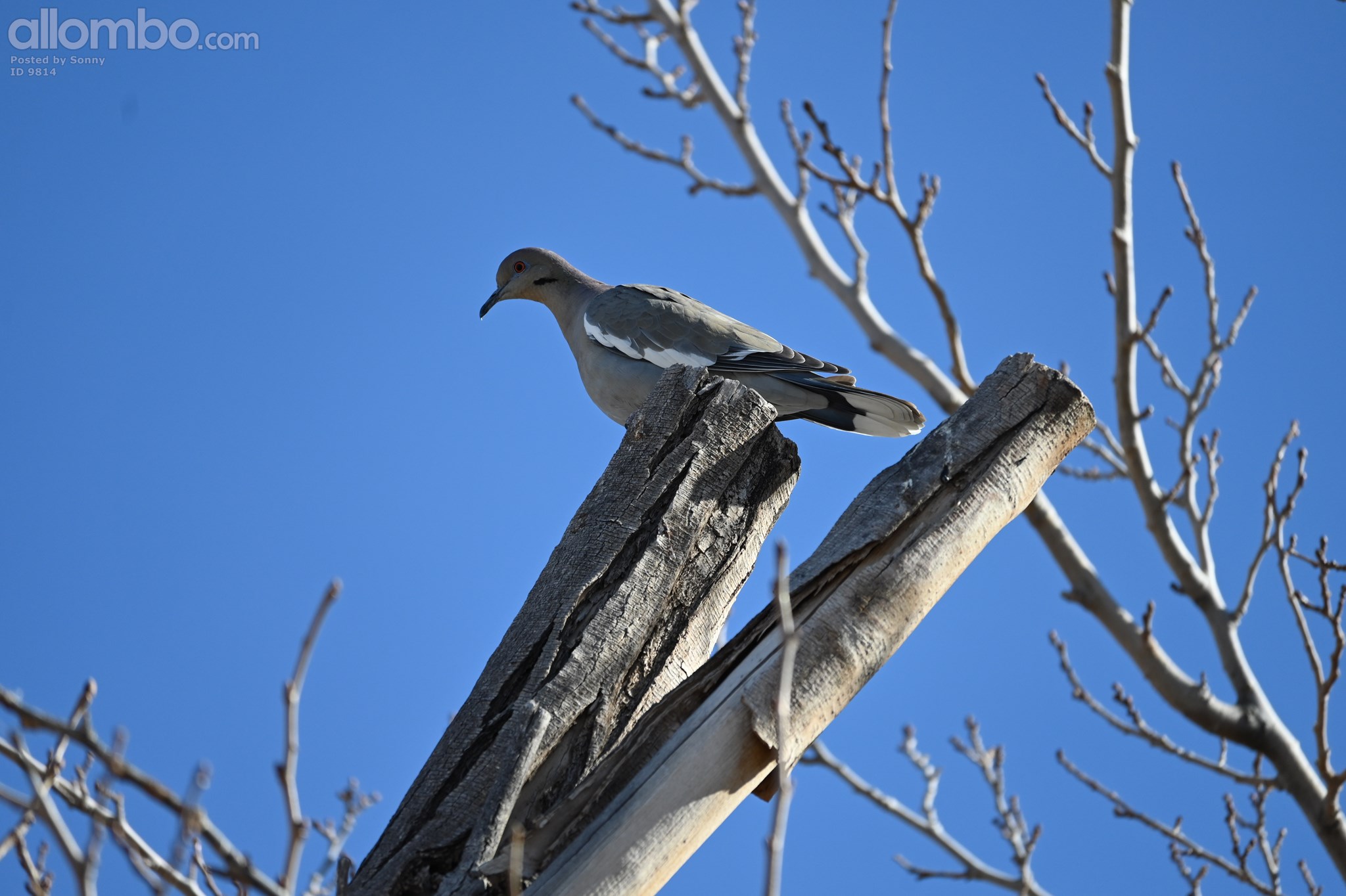 Doves coming in for dinner, I like to feed them.