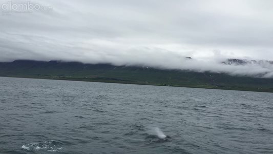 Iceland Whale Watching