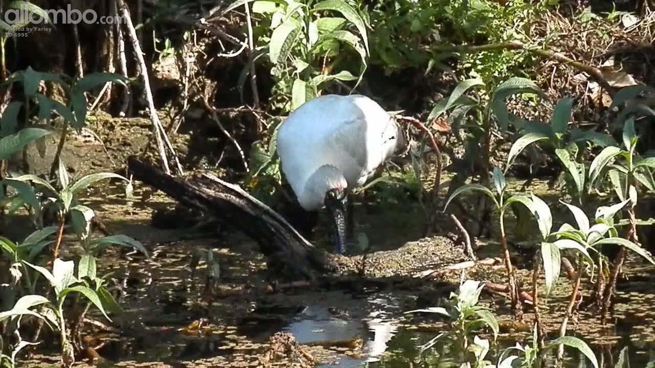 Spoonbill