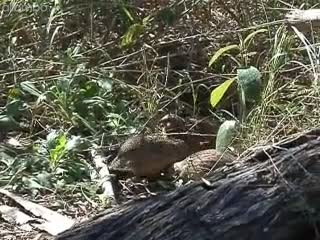 Brown Quail