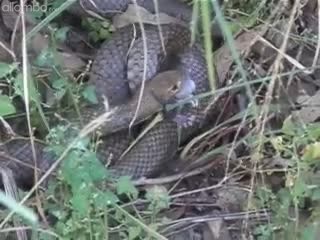 NOT for the squeamish