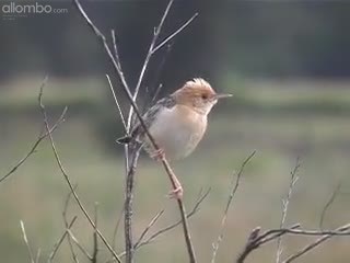 Golden Headed Cisticola