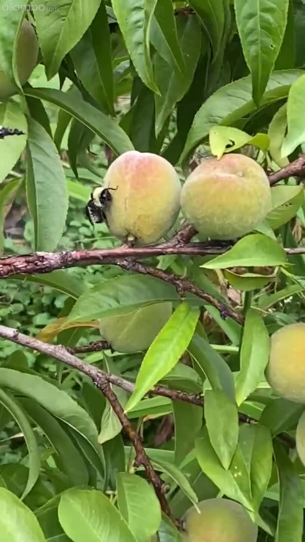 Having One’s Way With A Peach 🍑