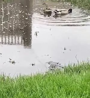 Ducks In The Yard