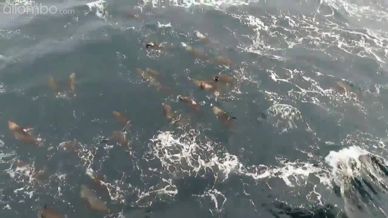 Seals on Marlin Platform