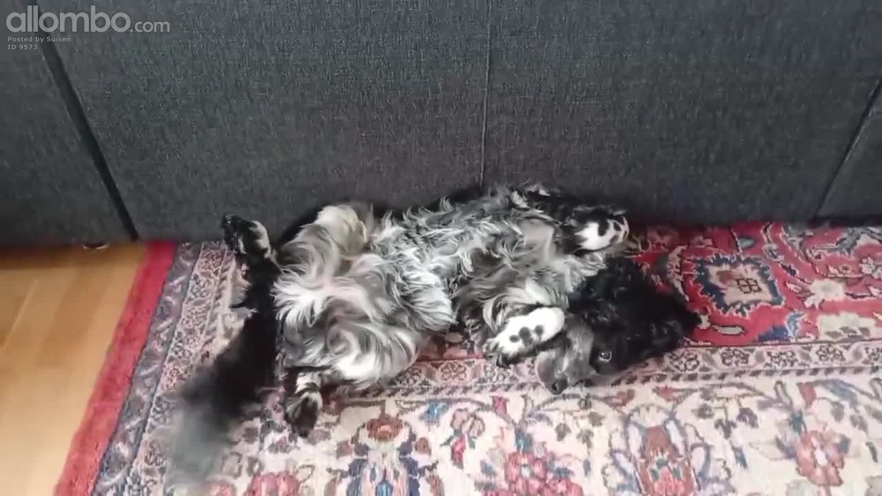 Im just too cute 🐈‍⬛