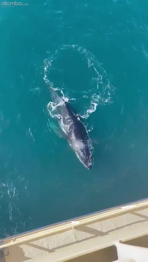 Humpback Whale