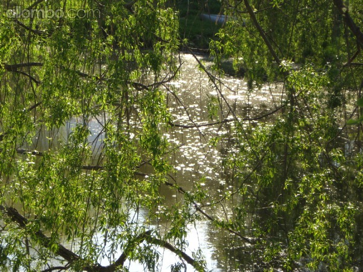 I loved the way the water looked through the leaves