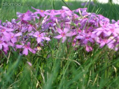 some wildflowers, there was a field of purple and green on the way to a wat...