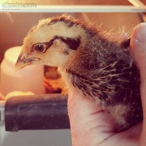 Cute Chick